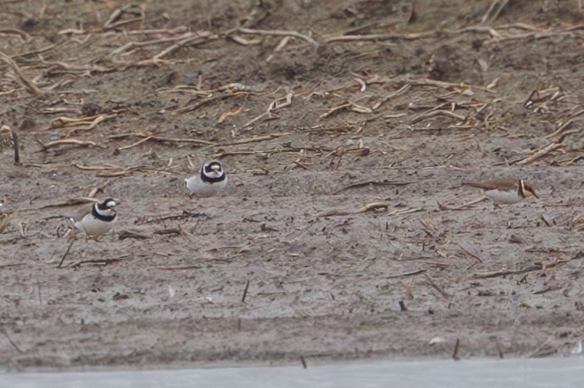 Little Ringed Plover - ML614949972