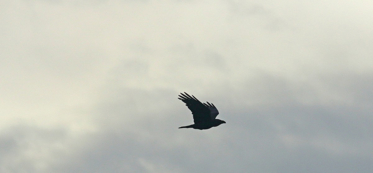 Common Raven - Andrew Steele