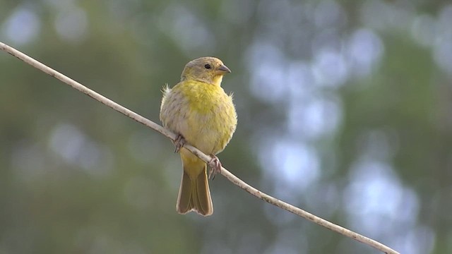 橙黃雀鵐 - ML614949982