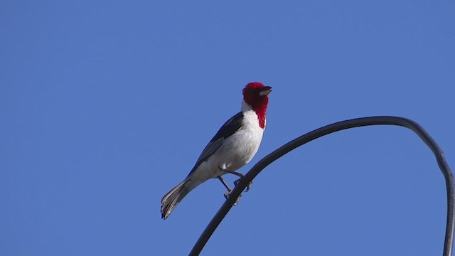 Cardenilla Dominica - ML614949984