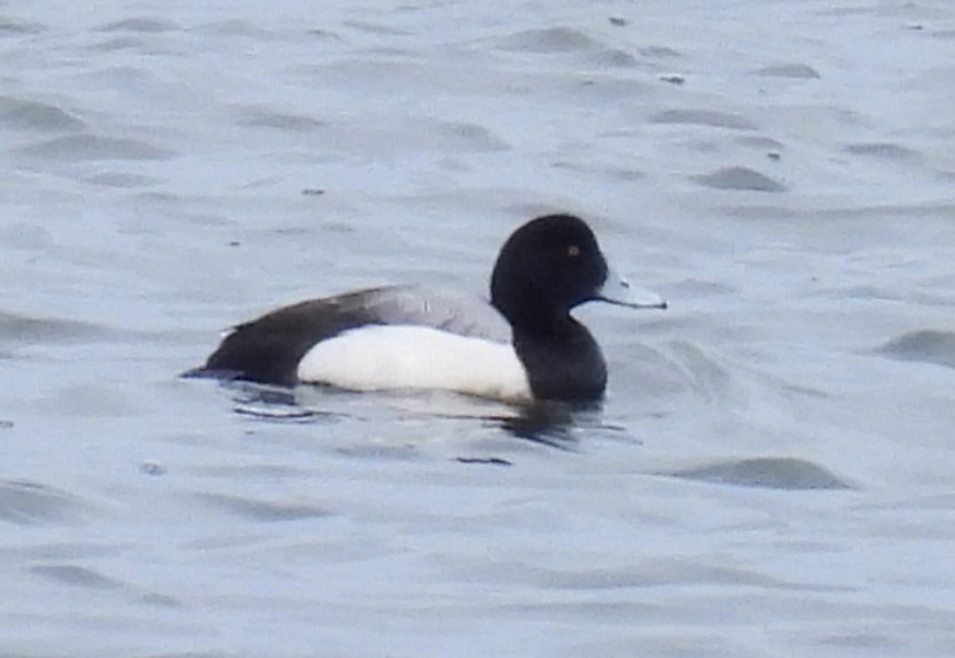 Greater Scaup - ML614950015