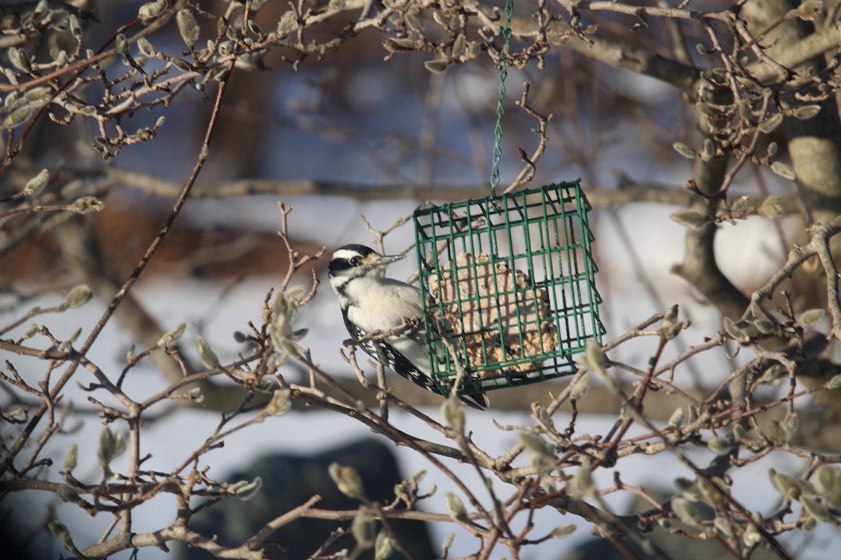 Hairy Woodpecker - Melissa Grauel