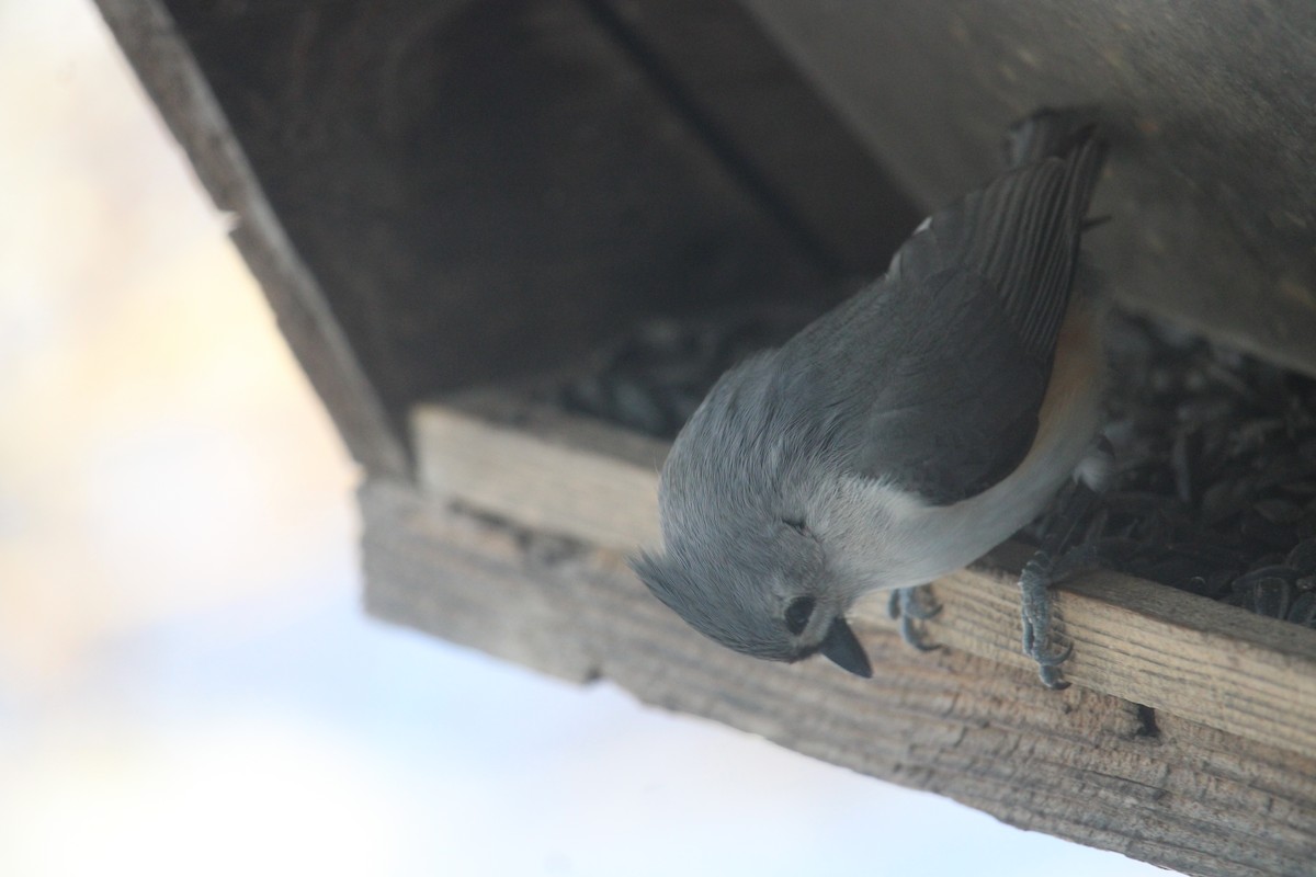 Tufted Titmouse - ML614950039