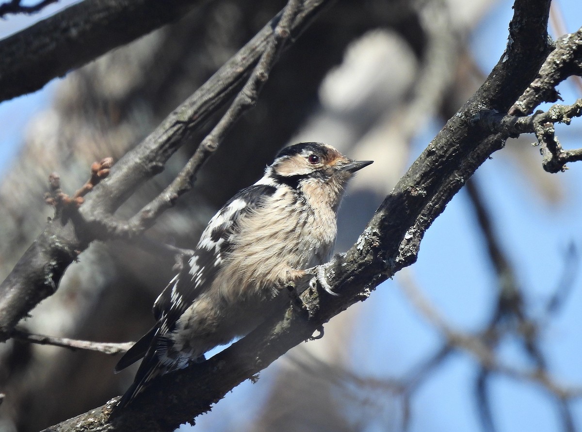 Lesser Spotted Woodpecker - ML614950082