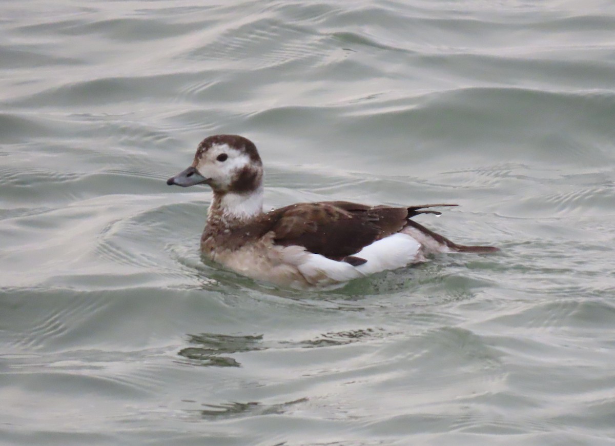 Long-tailed Duck - Anne Mytych