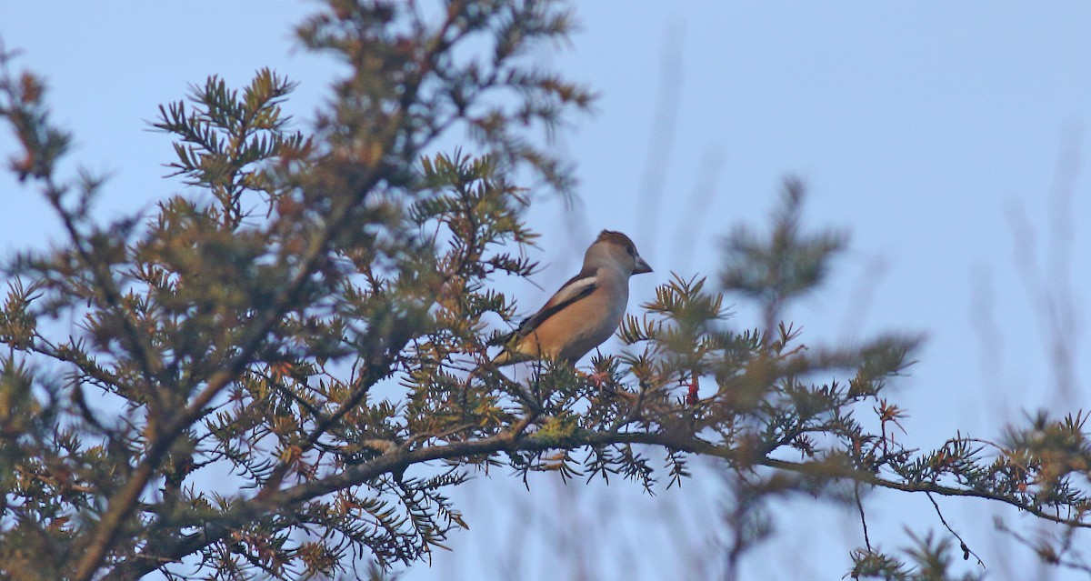 Hawfinch - ML614950126