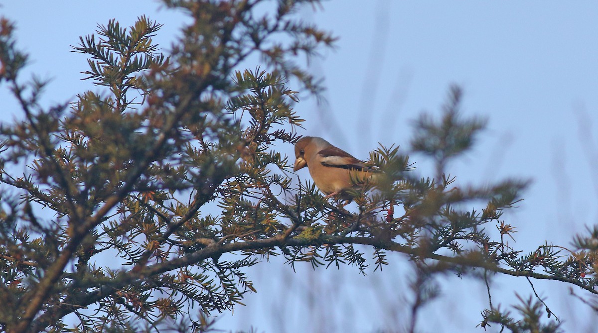 Hawfinch - ML614950128