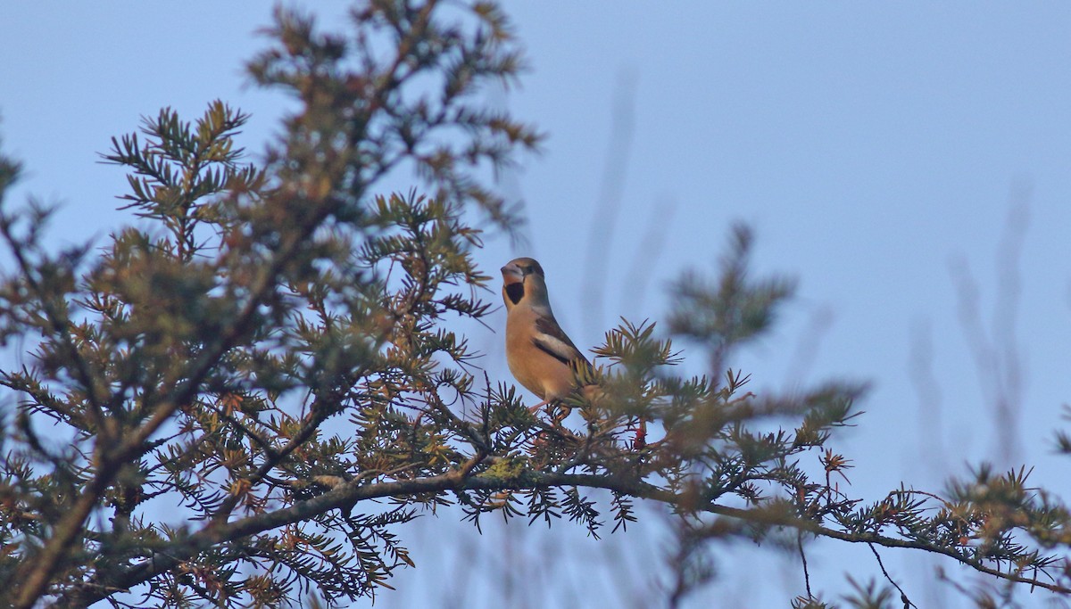 Hawfinch - Andrew Steele