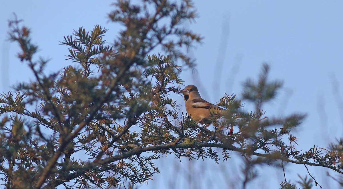 Hawfinch - Andrew Steele