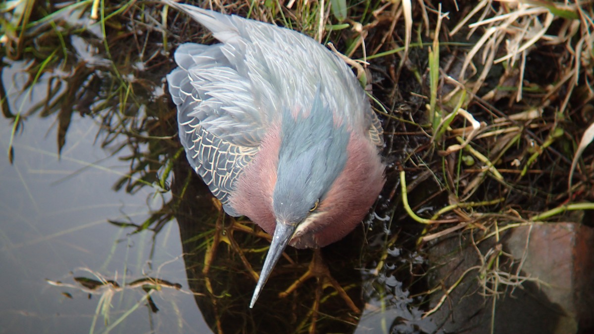 Green Heron - ML614950199