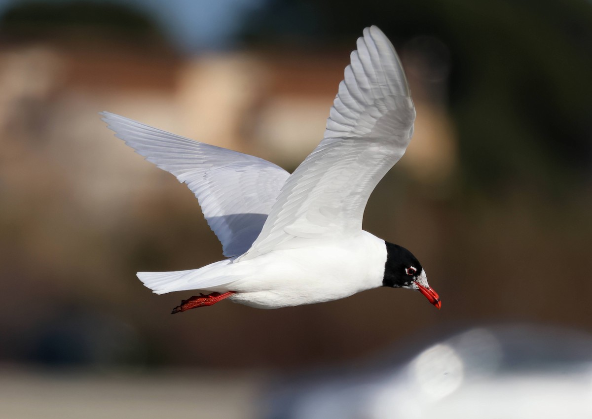 Mediterranean Gull - ML614950208