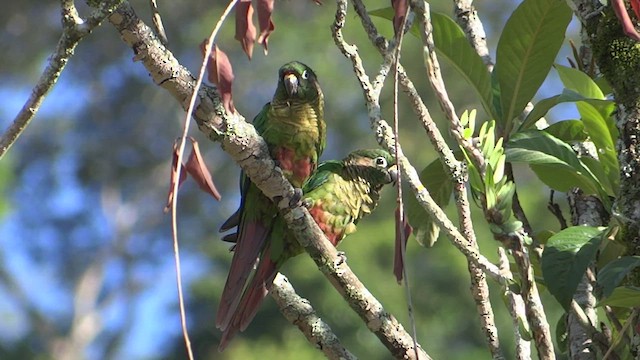 Conure de Vieillot - ML614950225