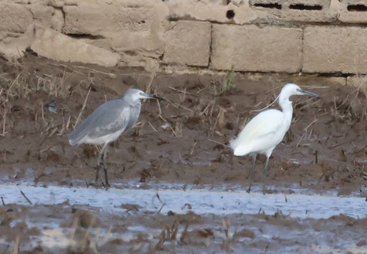 Little Egret x Western Reef-Heron (hybrid) - ML614950253