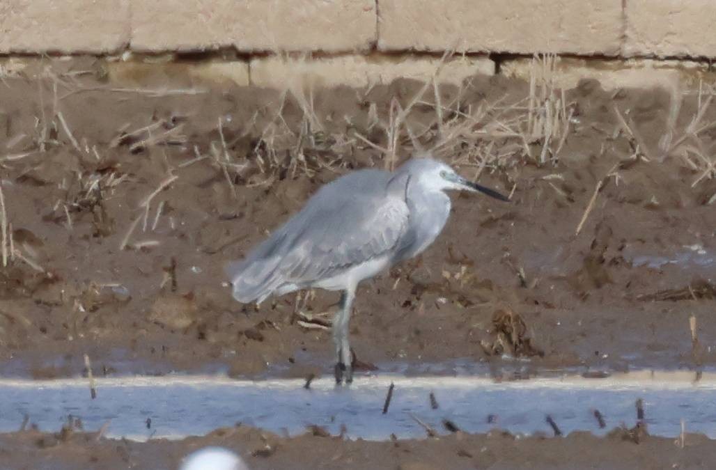 Little Egret x Western Reef-Heron (hybrid) - ML614950254