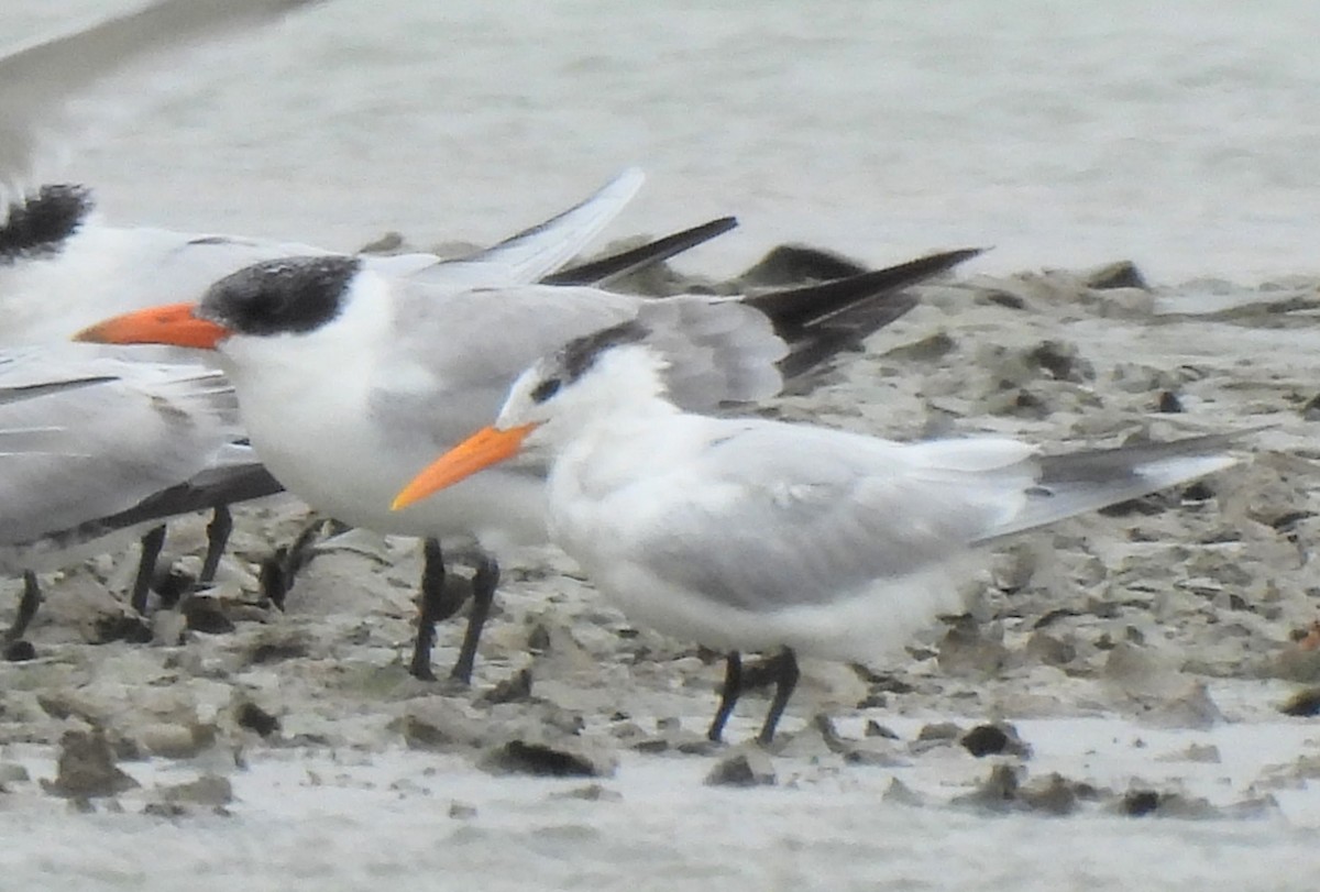 Royal Tern - ML614950275