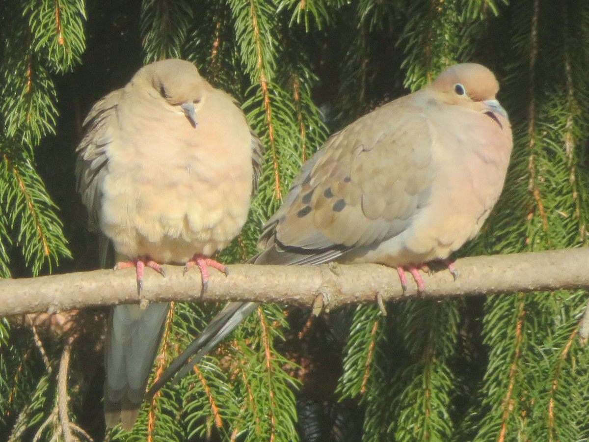 Mourning Dove - ML614950359