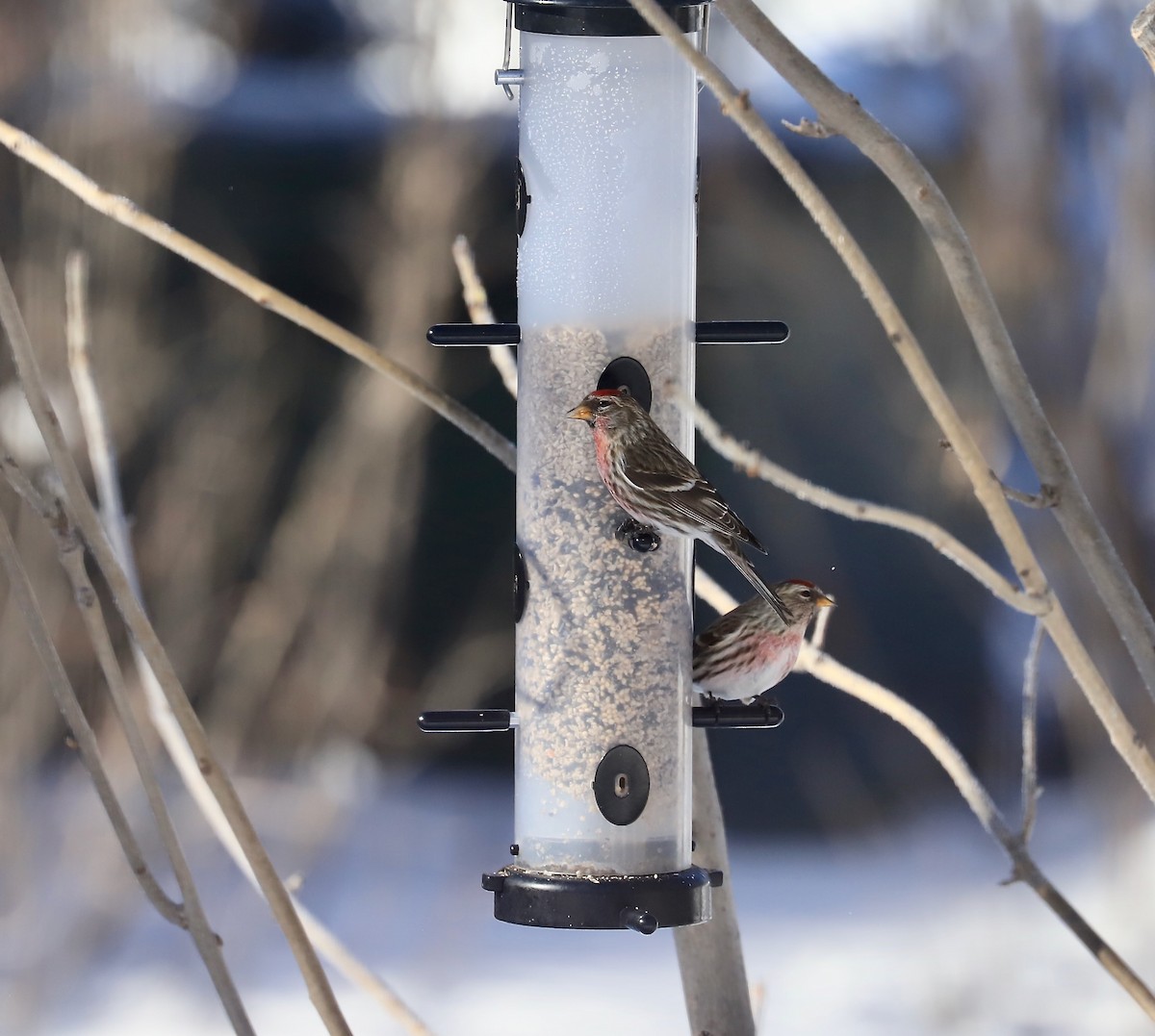 Common Redpoll - ML614950512