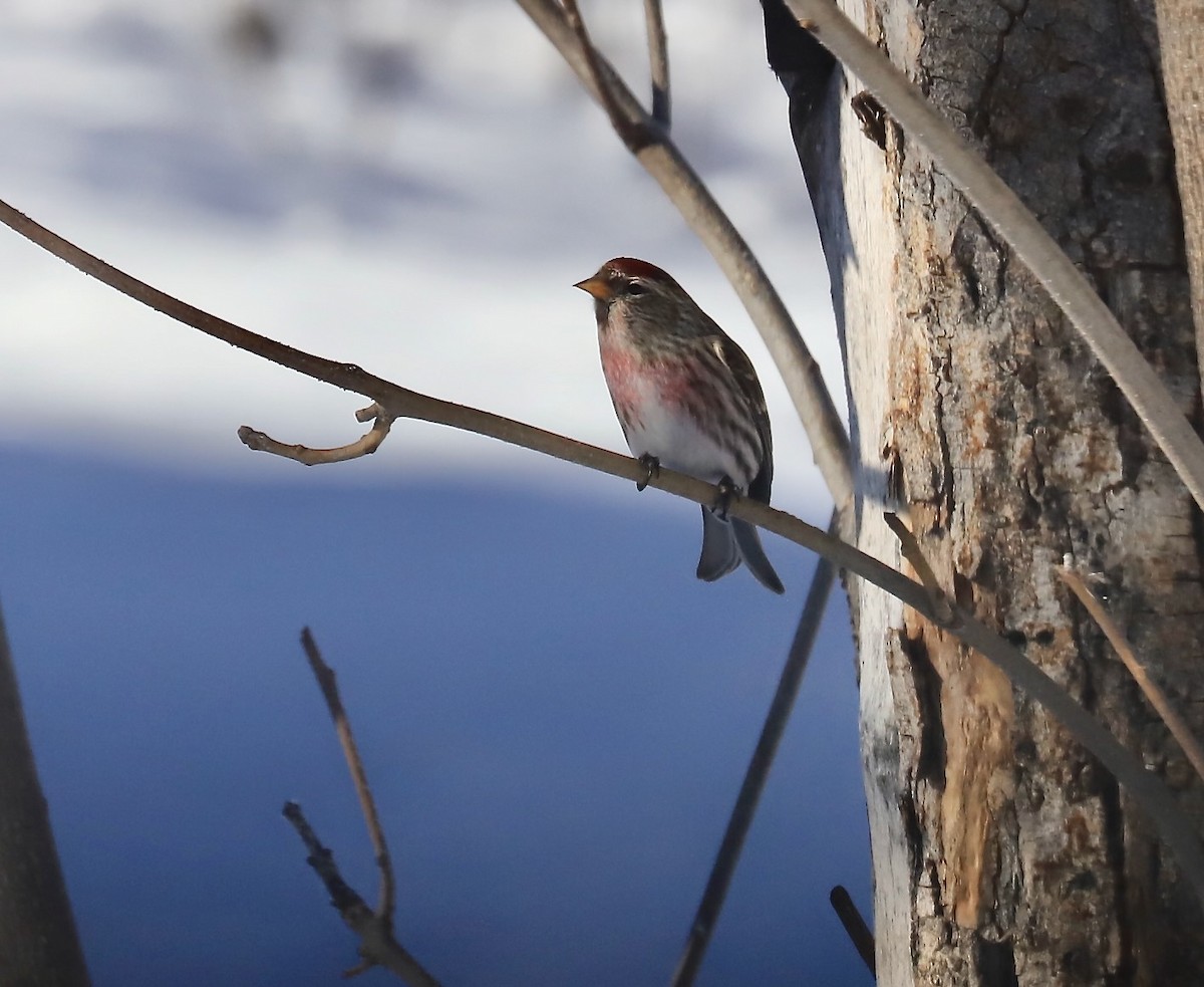 Common Redpoll - Lou Ann Harris