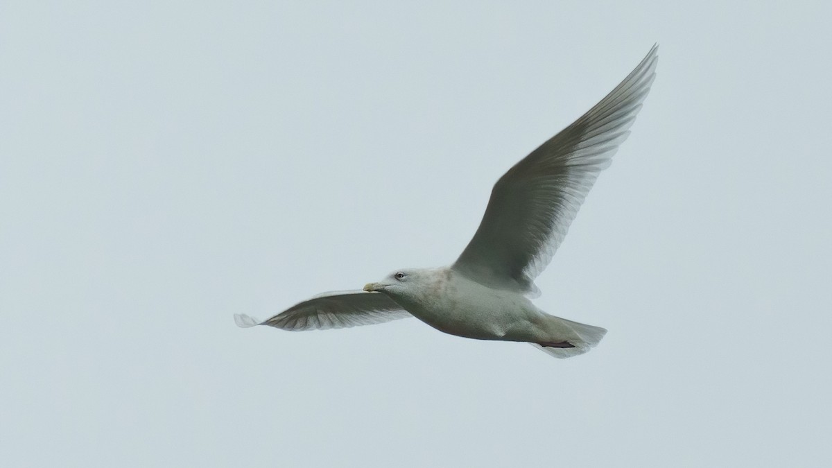 Gaviota Groenlandesa - ML614950616