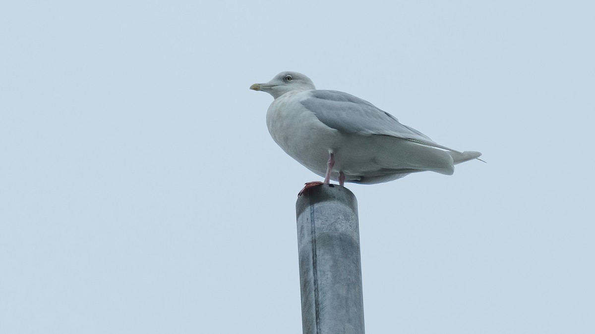 Gaviota Groenlandesa - ML614950617