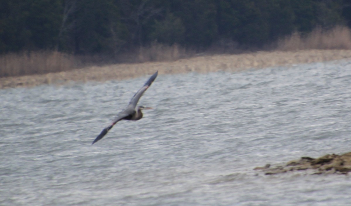 Great Blue Heron - ML614950741