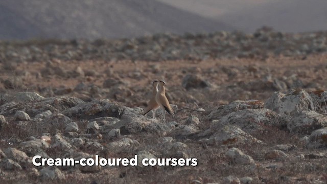 Cream-colored Courser - ML614950742