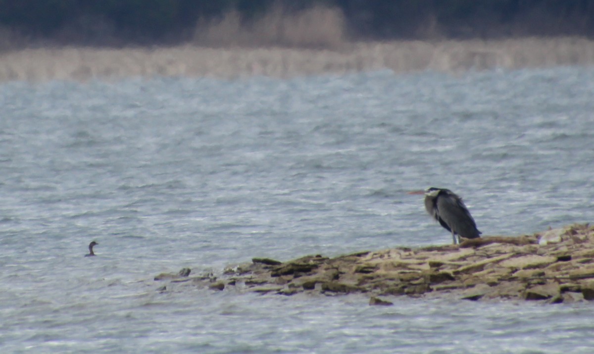 Pied-billed Grebe - ML614950772