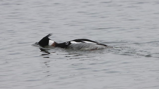 Red-breasted Merganser - ML614950847