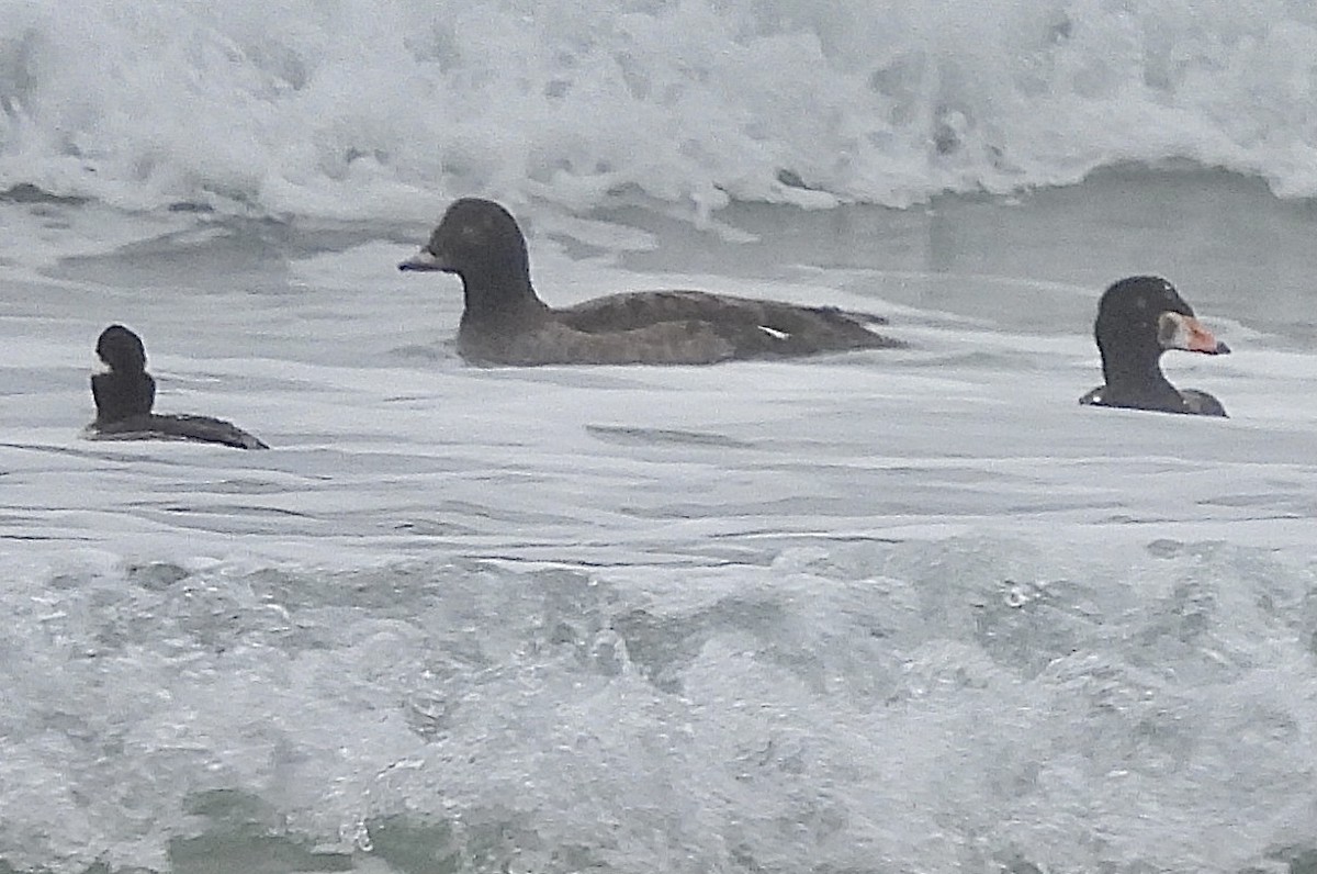 White-winged Scoter - ML614950875