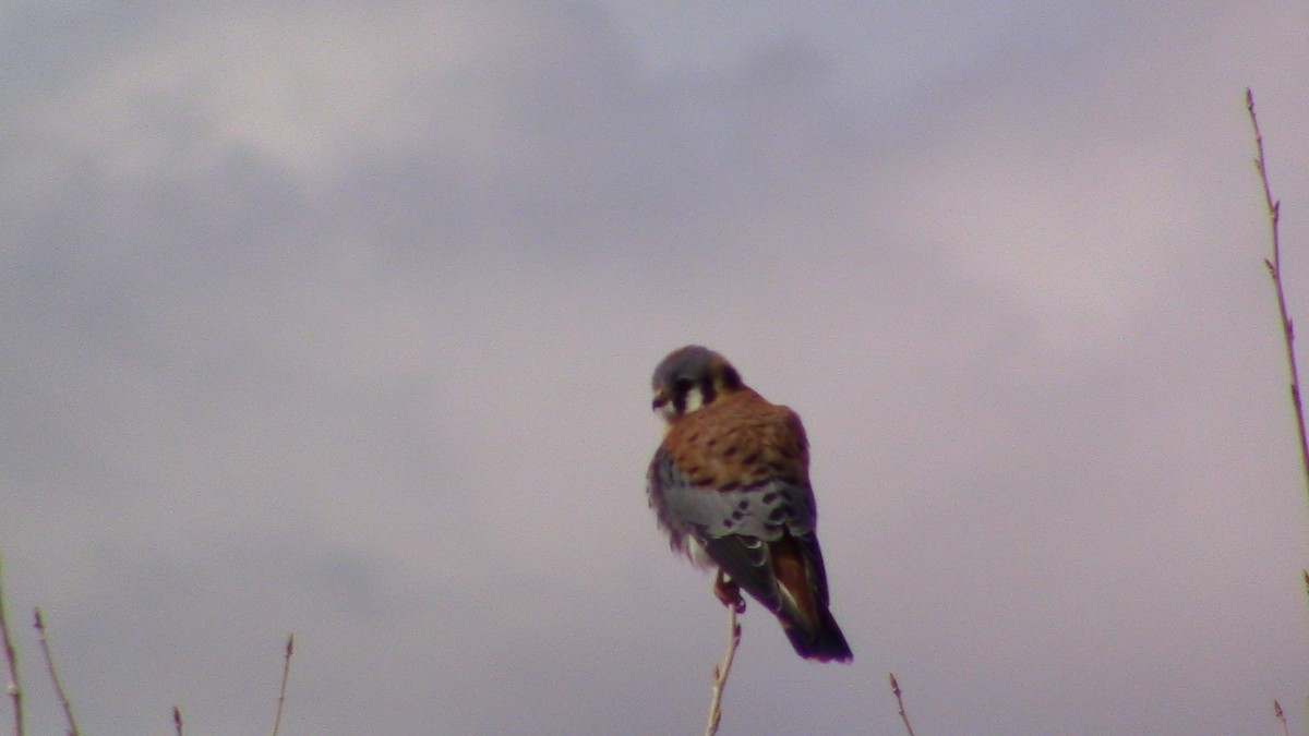 American Kestrel - ML614950895