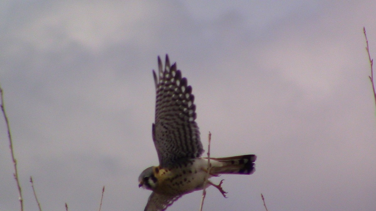 American Kestrel - Oscar Anderson