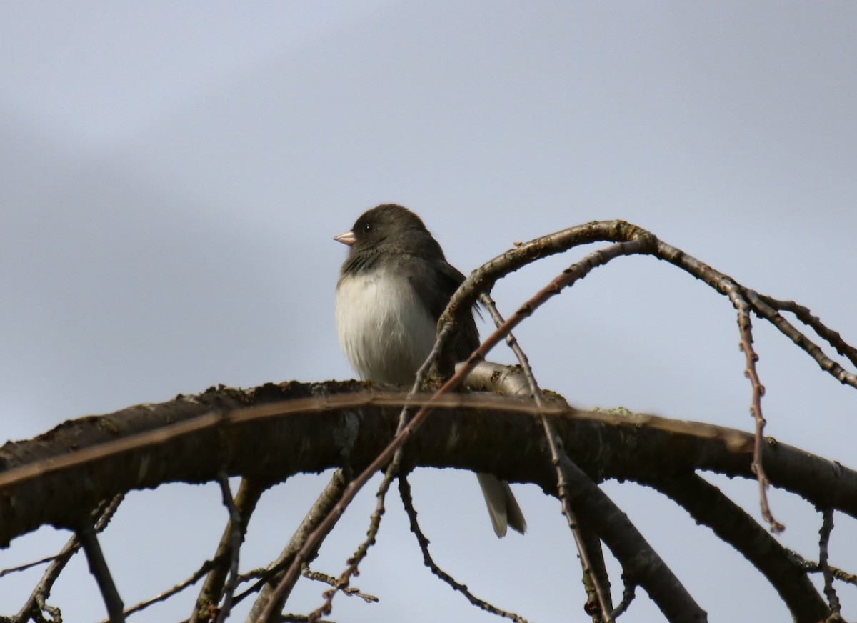 Junco Ojioscuro (hyemalis/carolinensis) - ML614950925