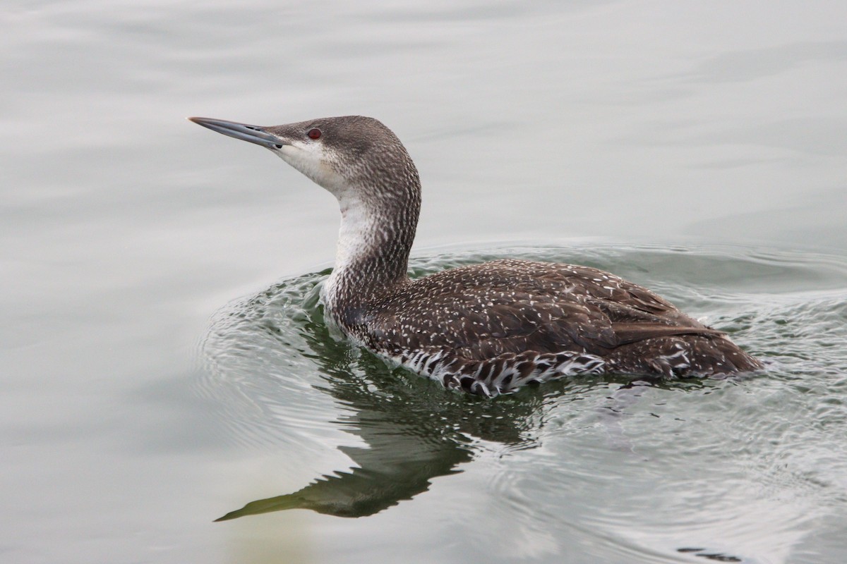 Red-throated Loon - ML614950957