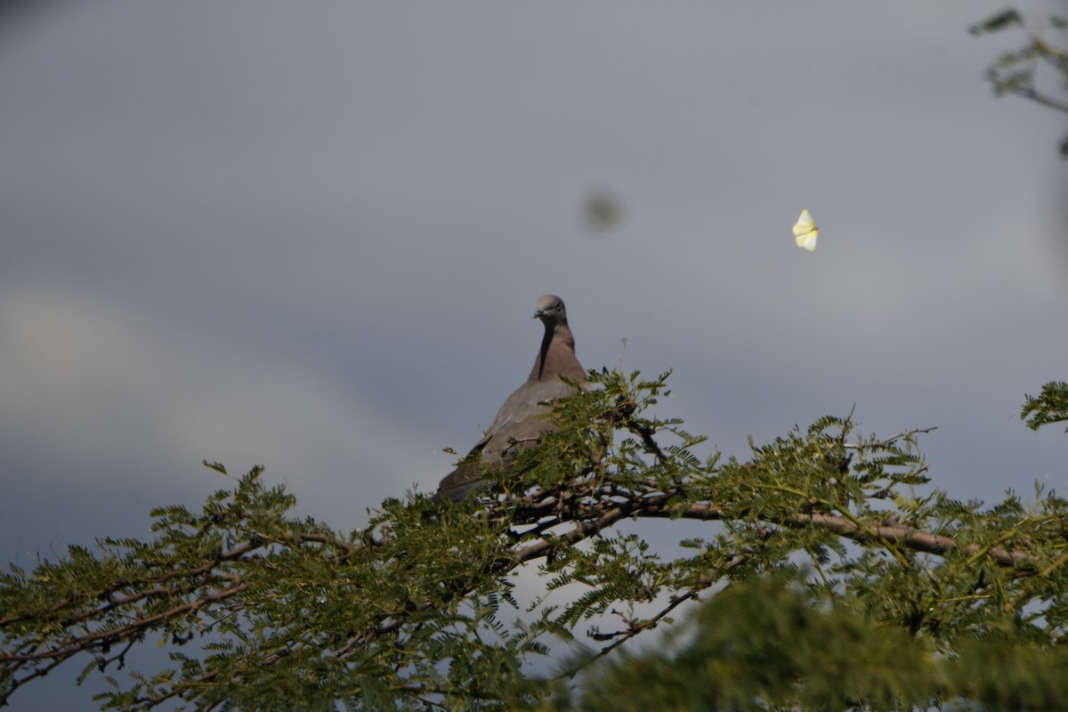 Plain Pigeon - ML614950965