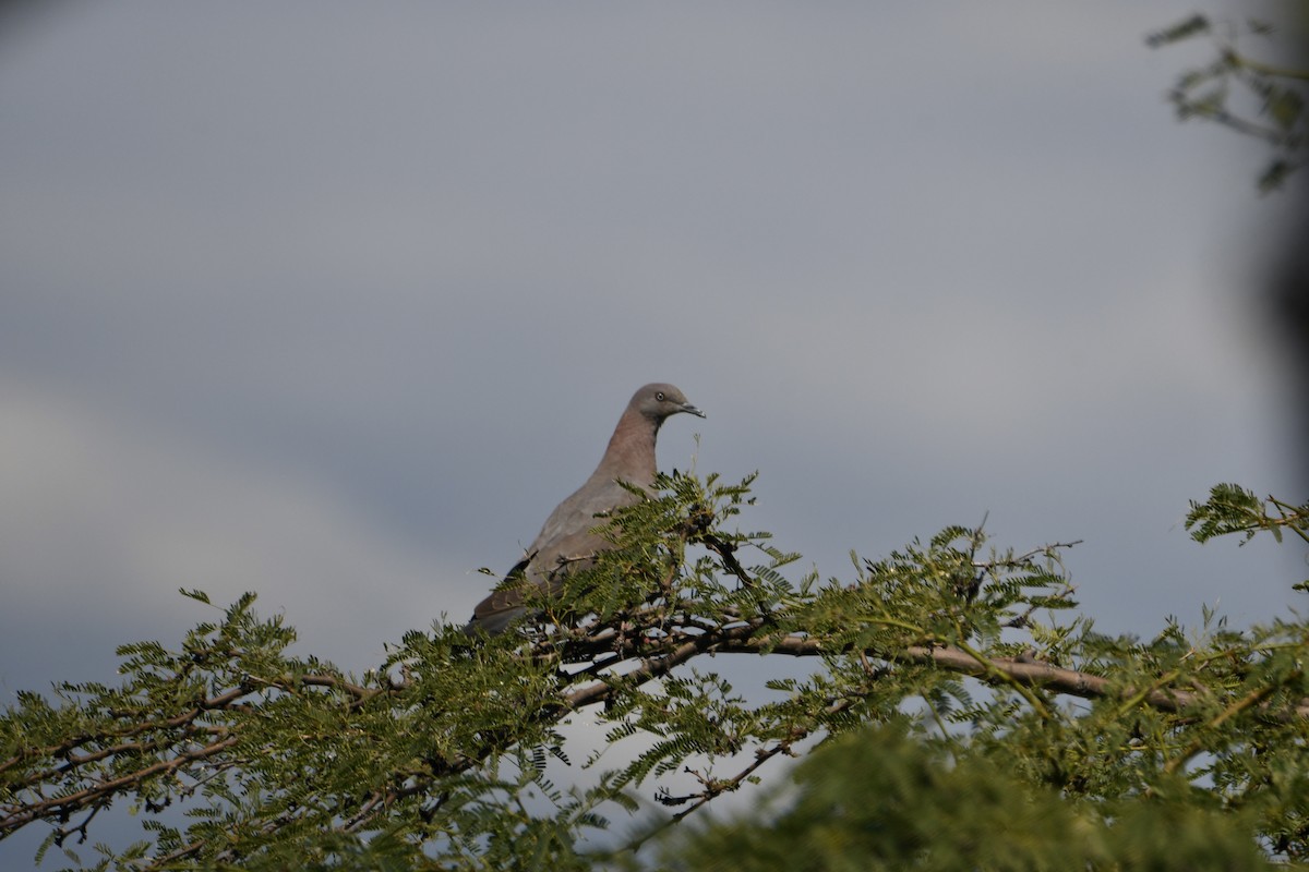 Plain Pigeon - ML614950977