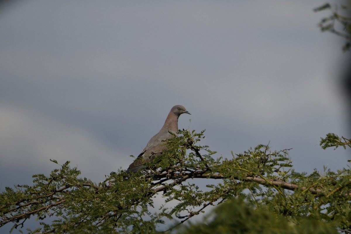 Plain Pigeon - ML614950981