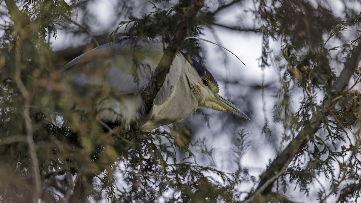 Black-crowned Night Heron - ML614951004