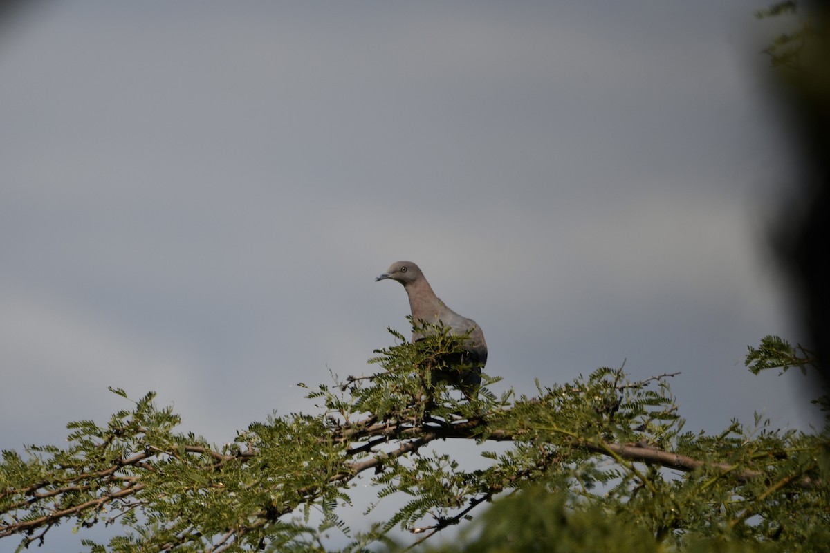 Plain Pigeon - Benjamin Filreis