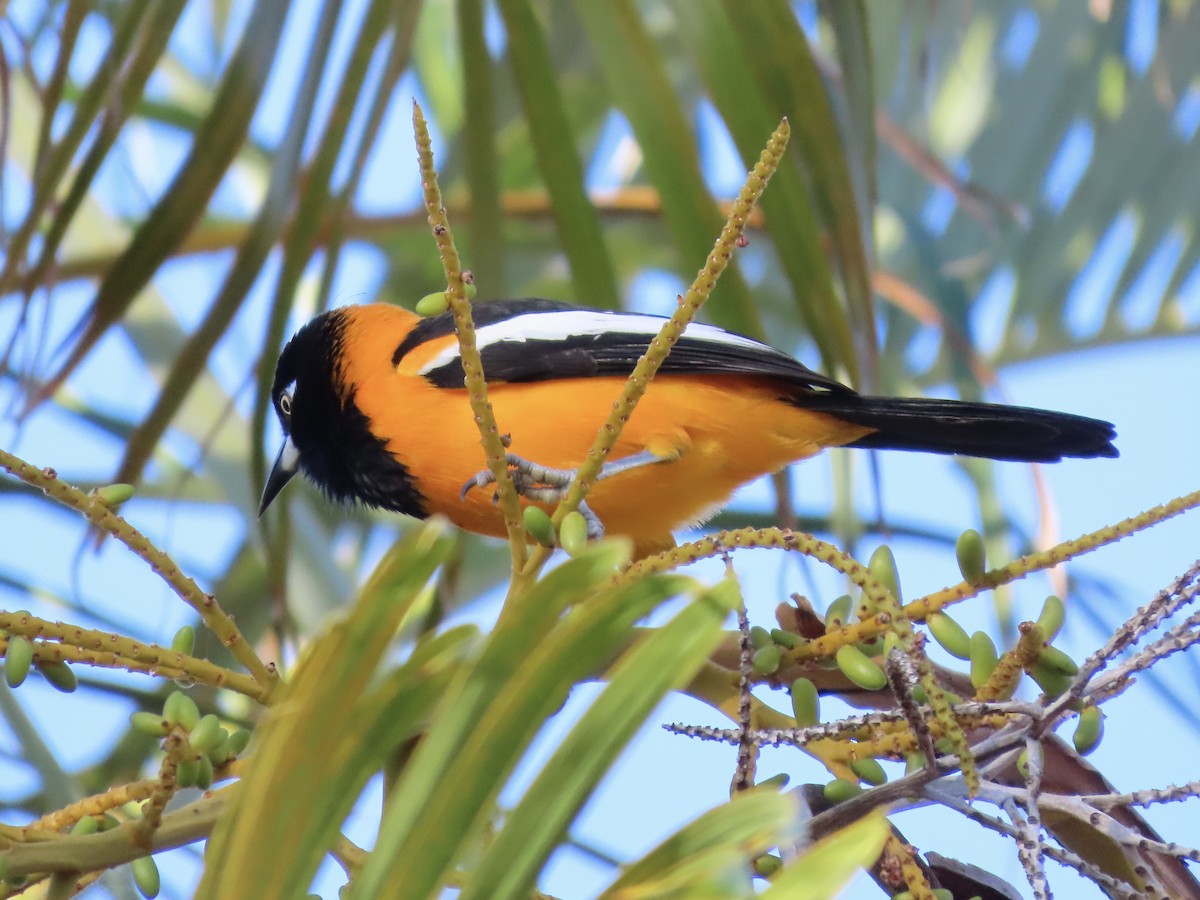 Venezuelan Troupial - ML614951012