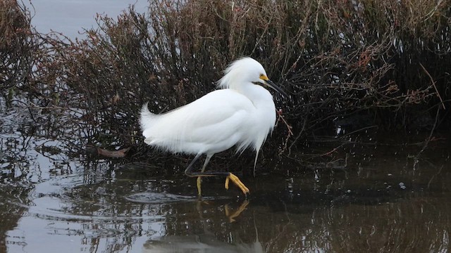 Aigrette neigeuse - ML614951014