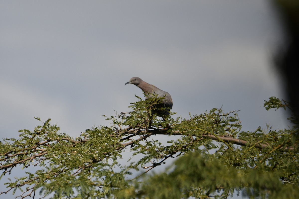 Plain Pigeon - ML614951018