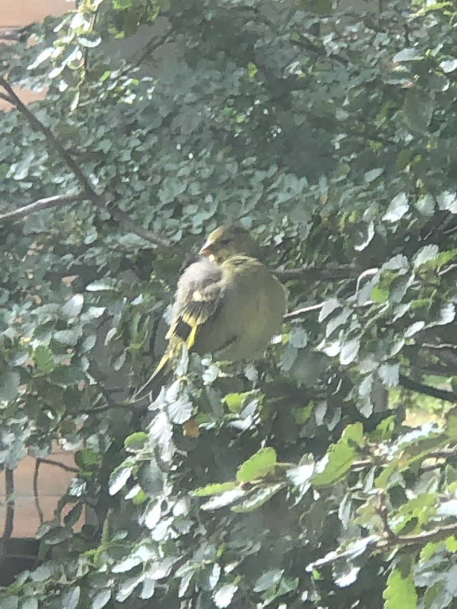 Black-chinned Siskin - ML614951059