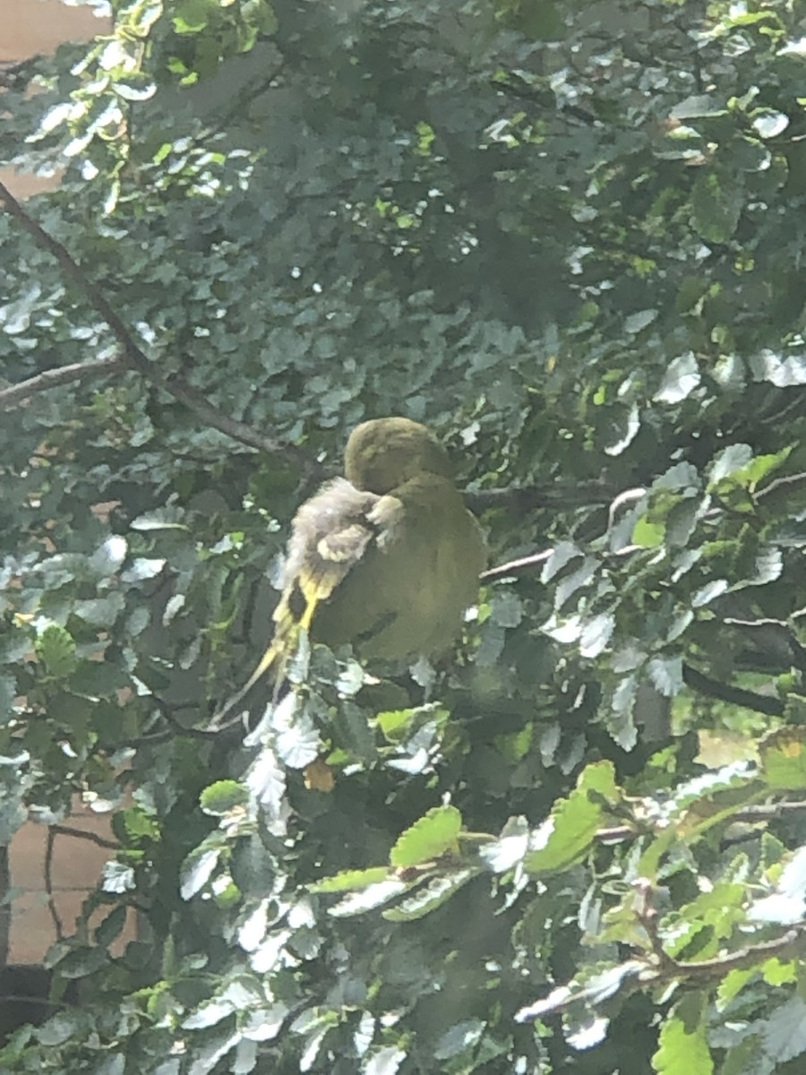 Black-chinned Siskin - ML614951060