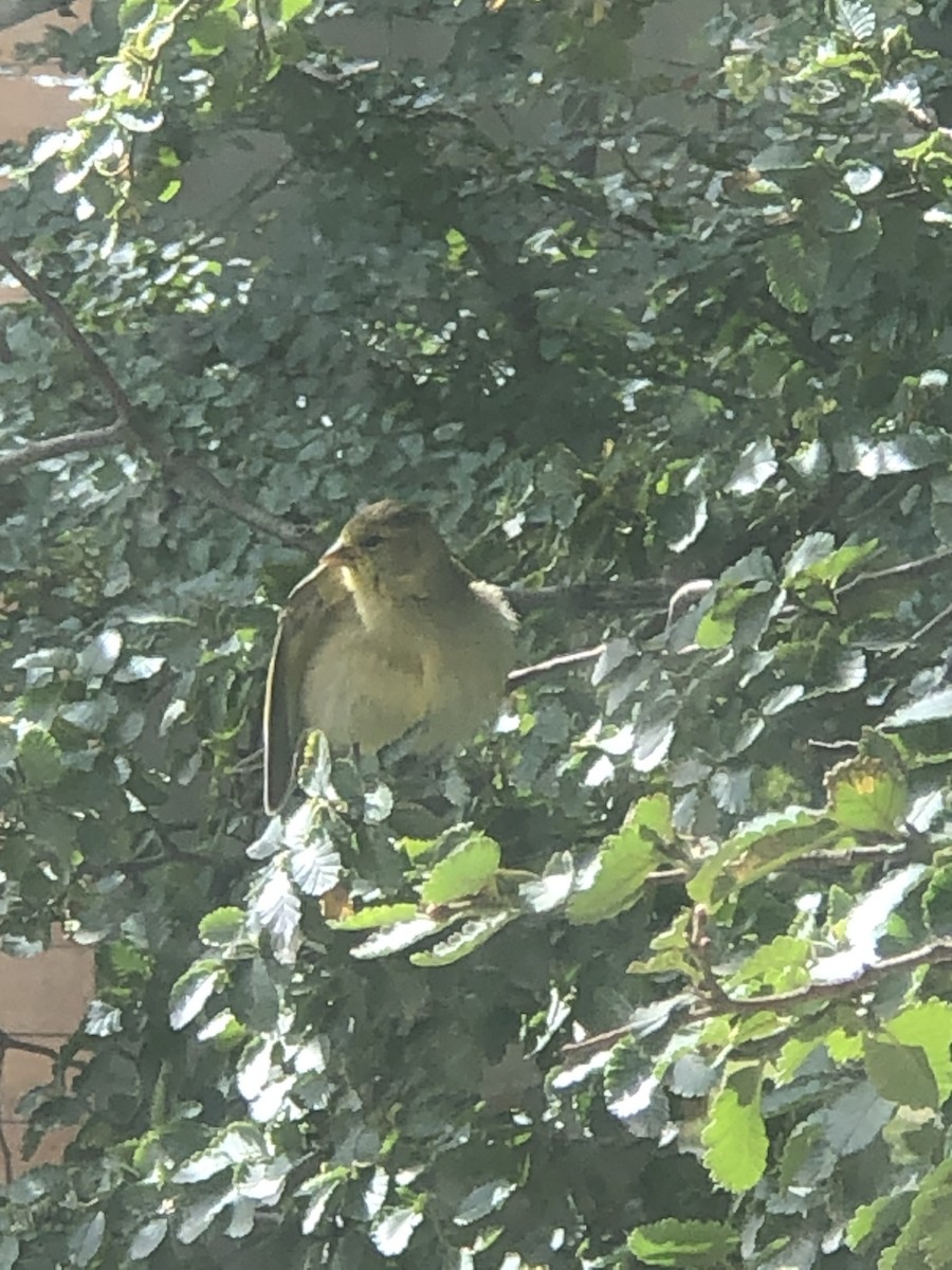 Black-chinned Siskin - ML614951061