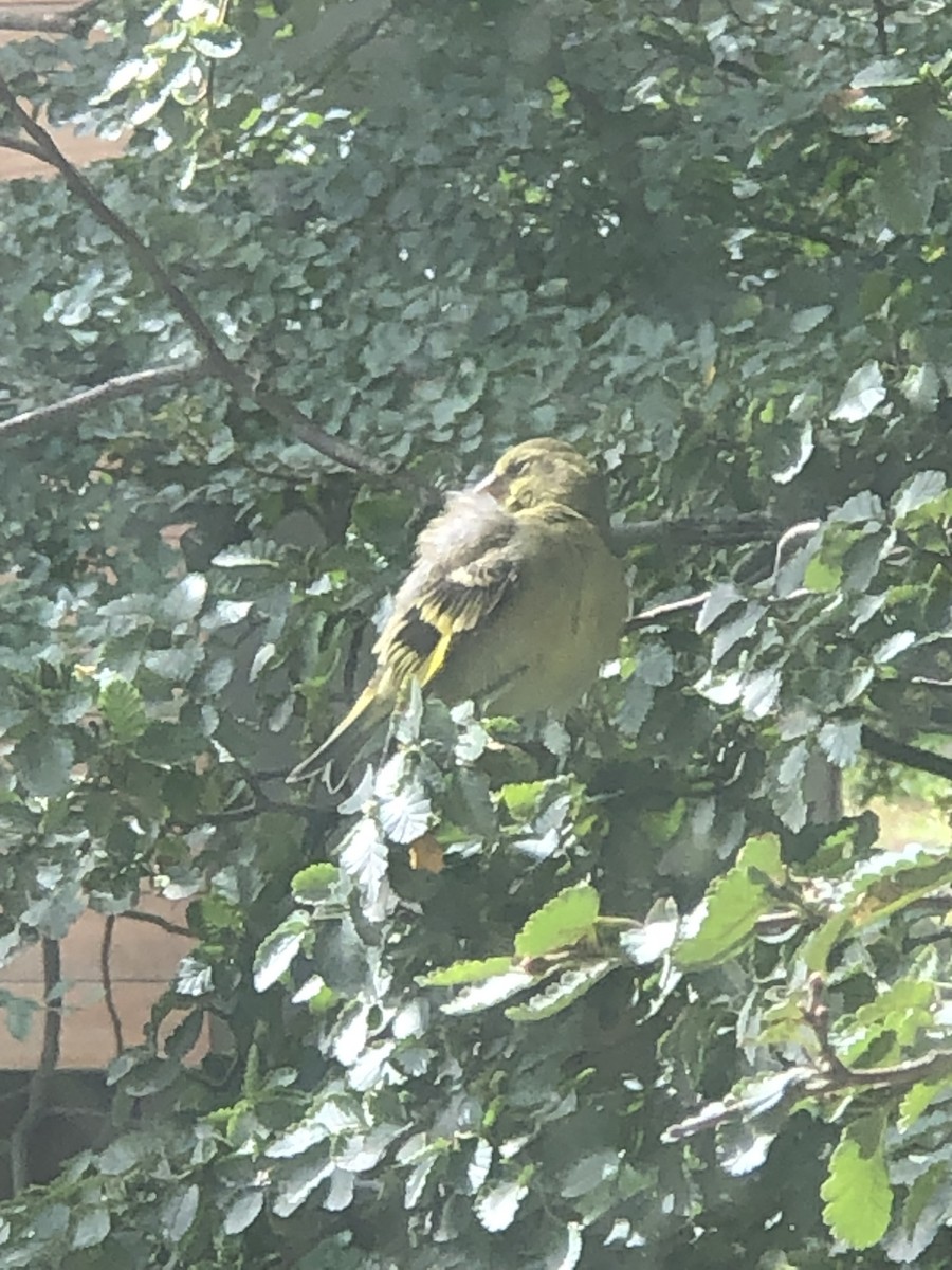 Black-chinned Siskin - ML614951066