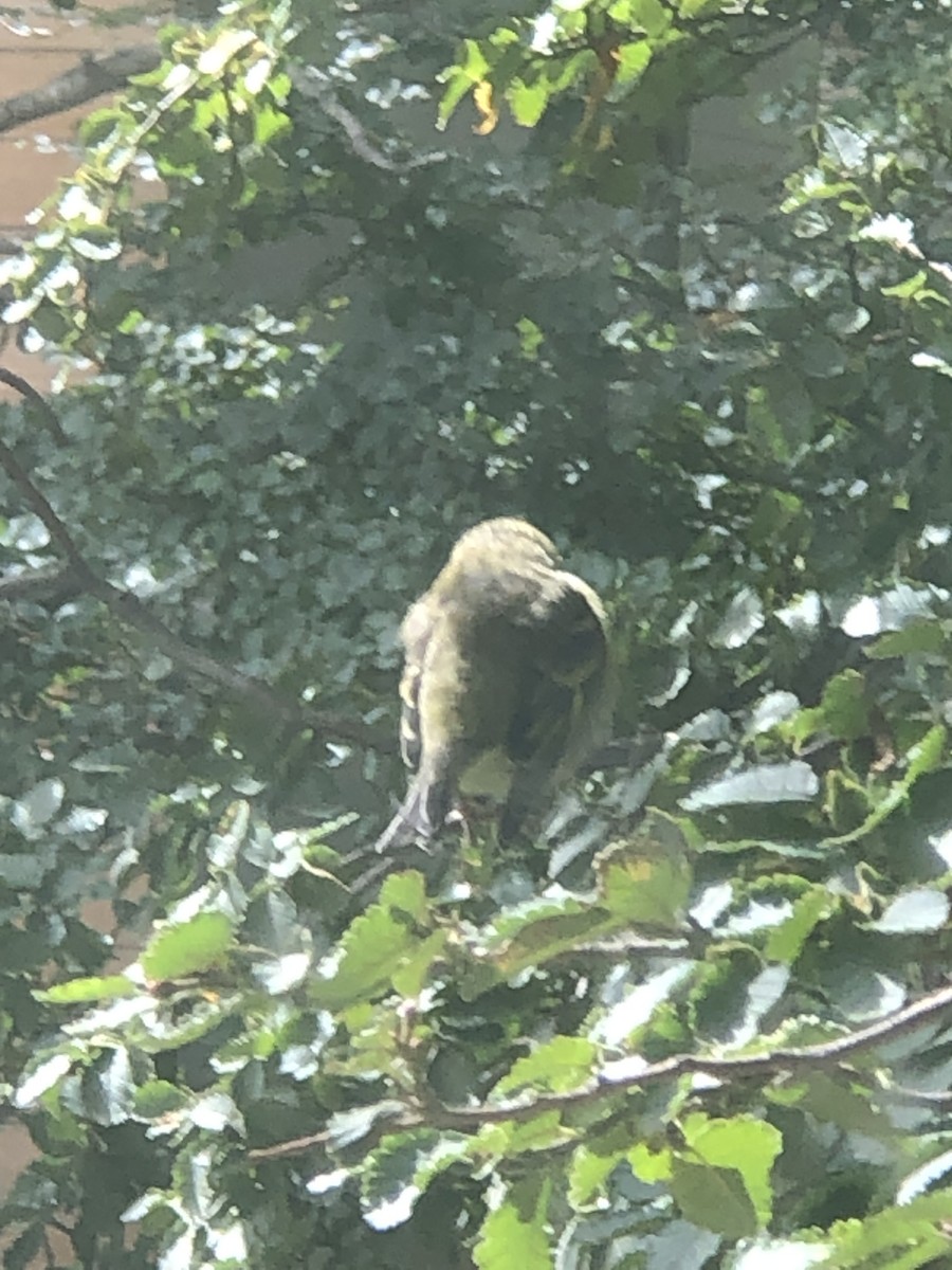 Black-chinned Siskin - ML614951075