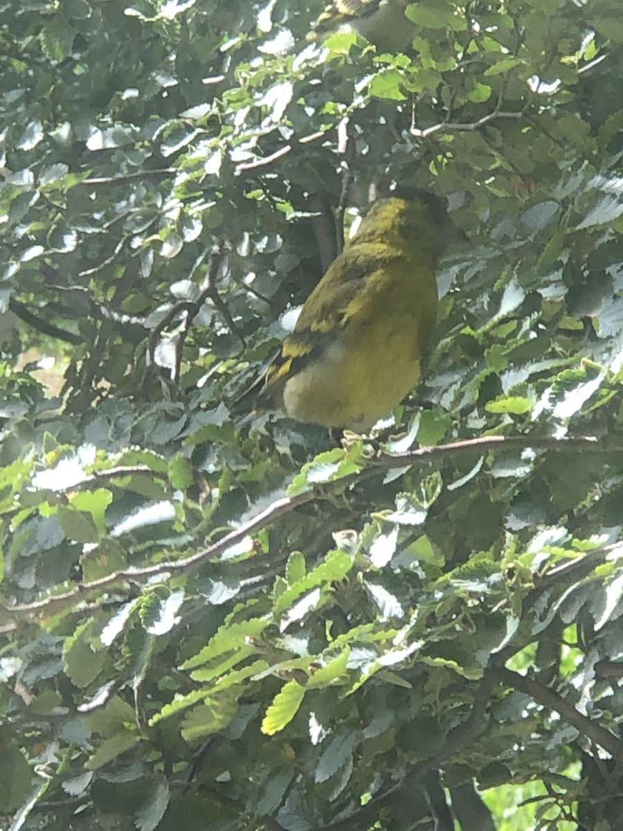 Black-chinned Siskin - ML614951076