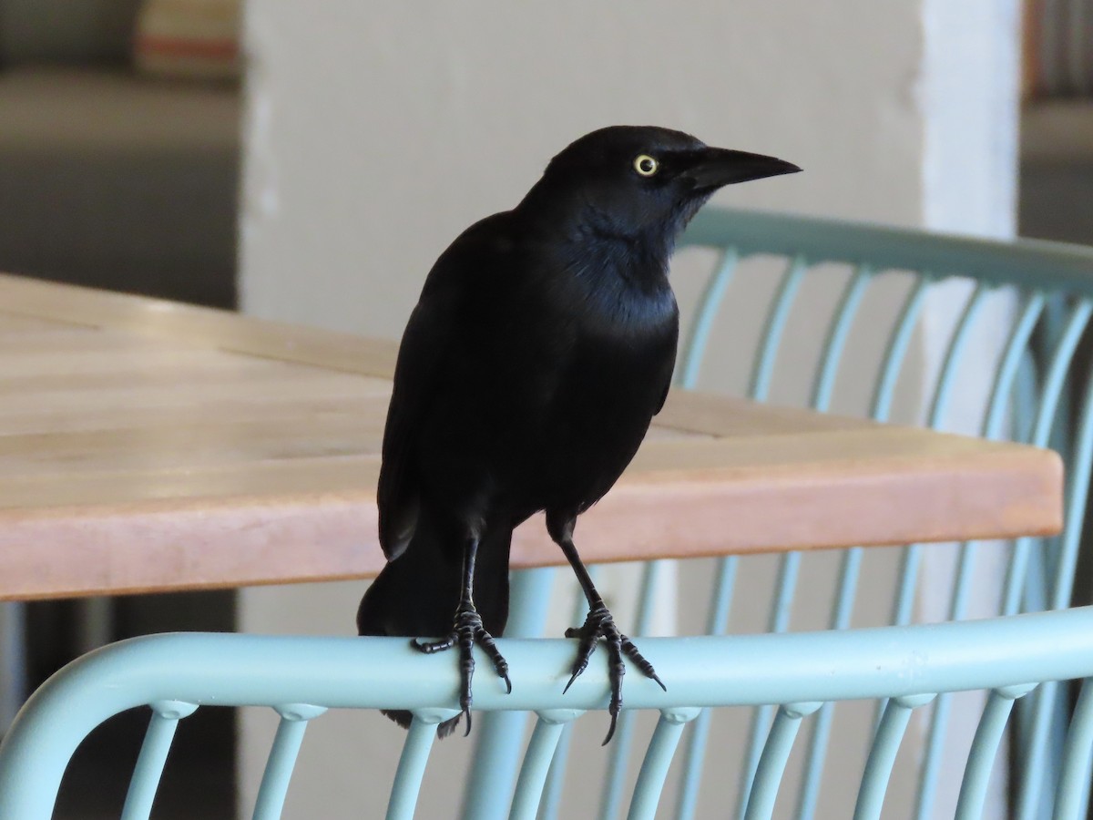 Greater Antillean Grackle - Tim Carney