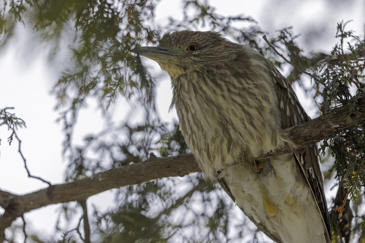 Black-crowned Night Heron - ML614951203