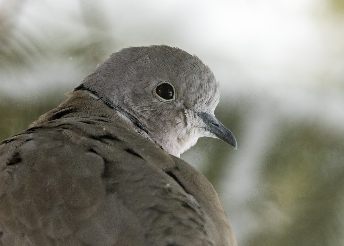 Eurasian Collared-Dove - ML614951227